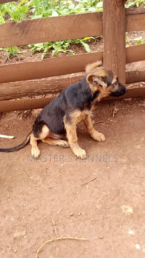 3-6 months Male Purebred German Shepherd