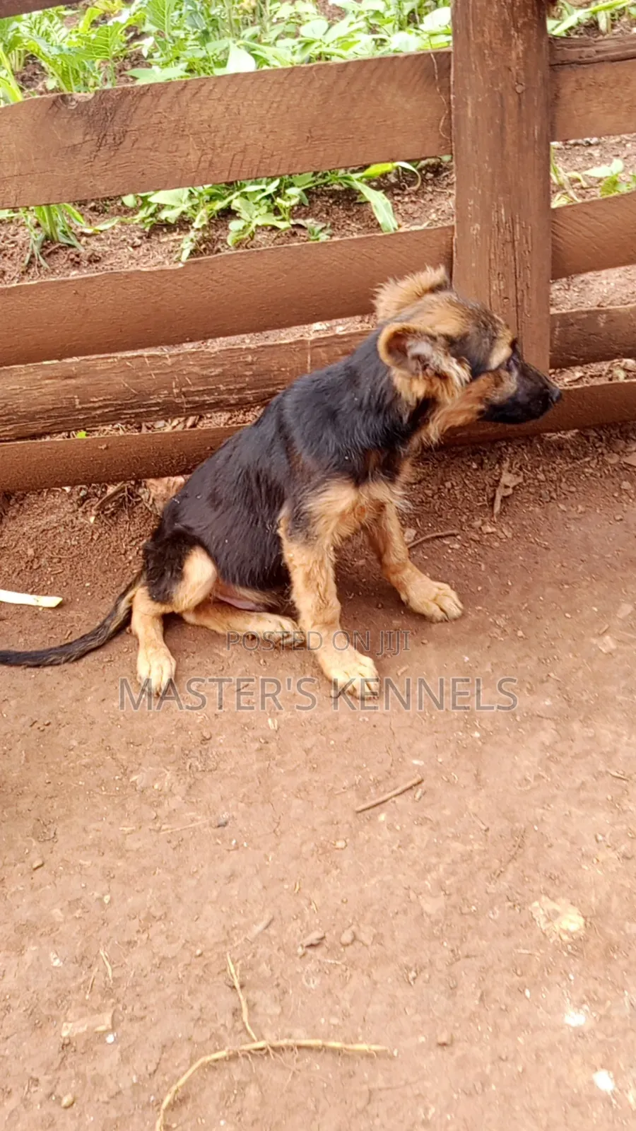 3-6 months Male Purebred German Shepherd