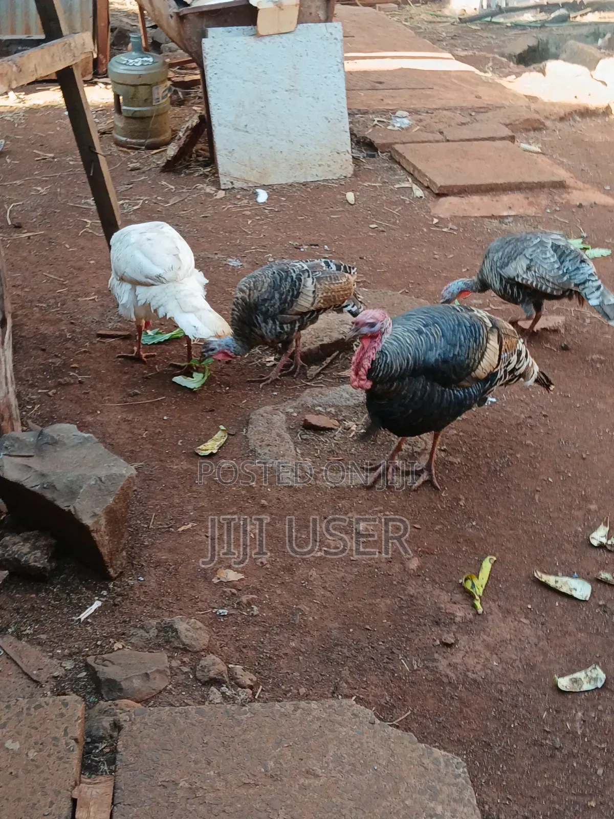 Turkeys Free Range