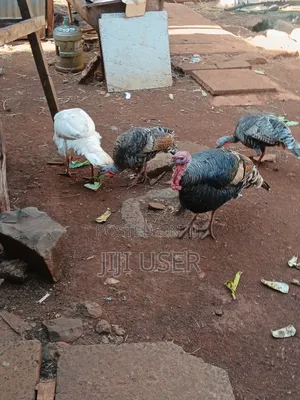 Turkeys Free Range