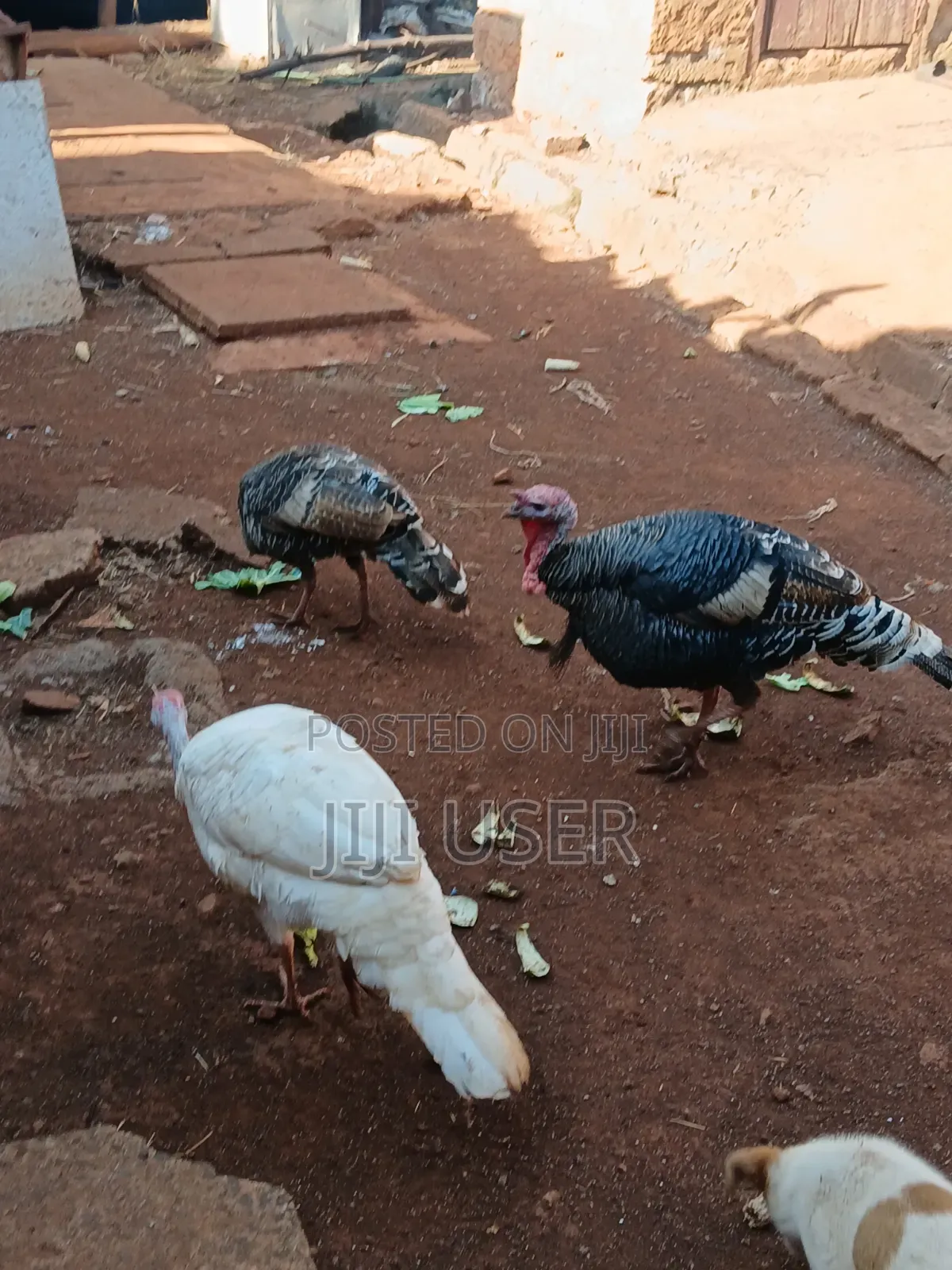 Turkeys Free Range