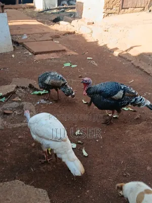 Turkeys Free Range