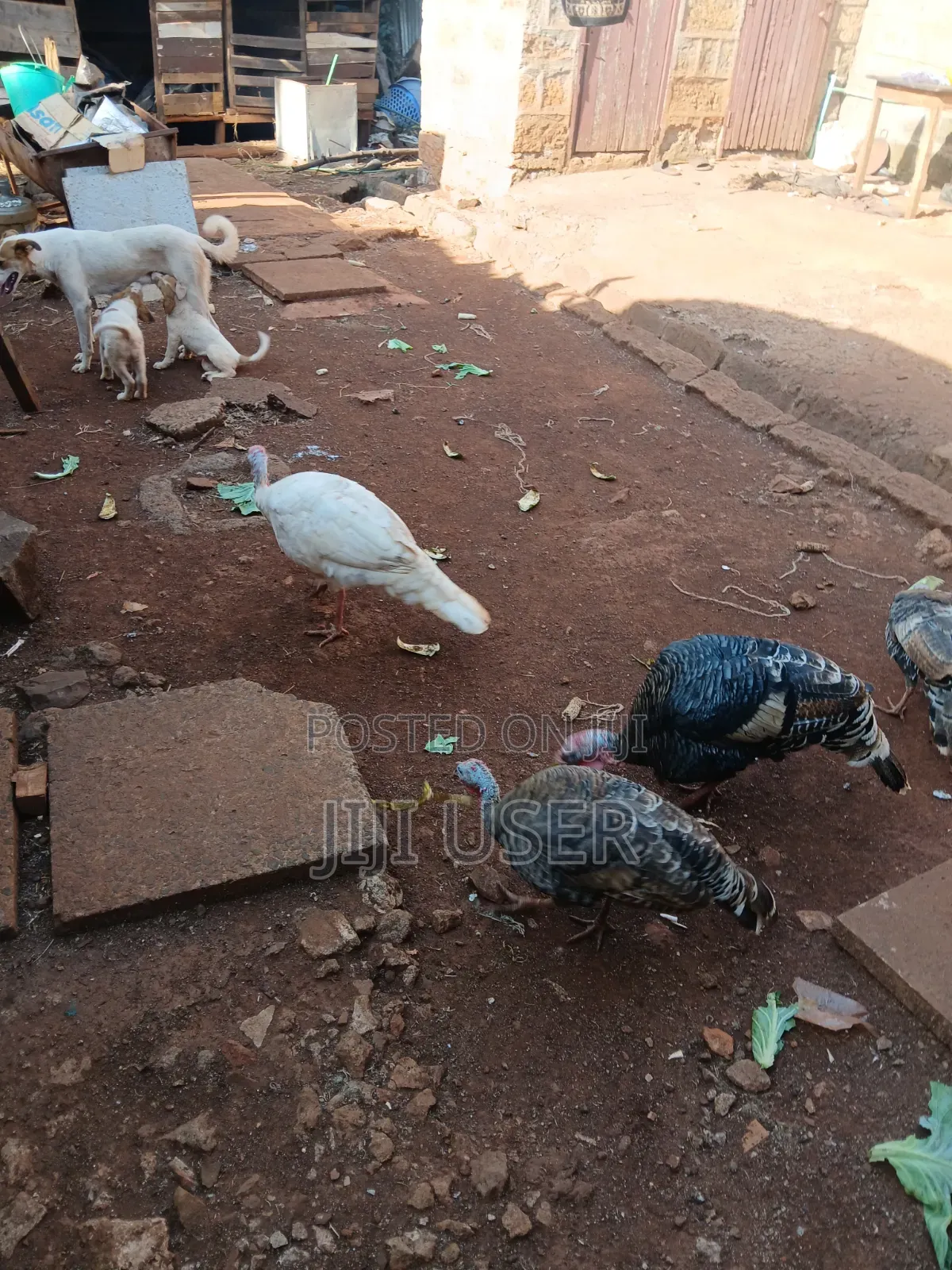 Turkeys Free Range