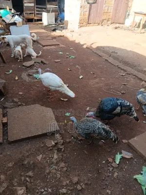 Turkeys Free Range