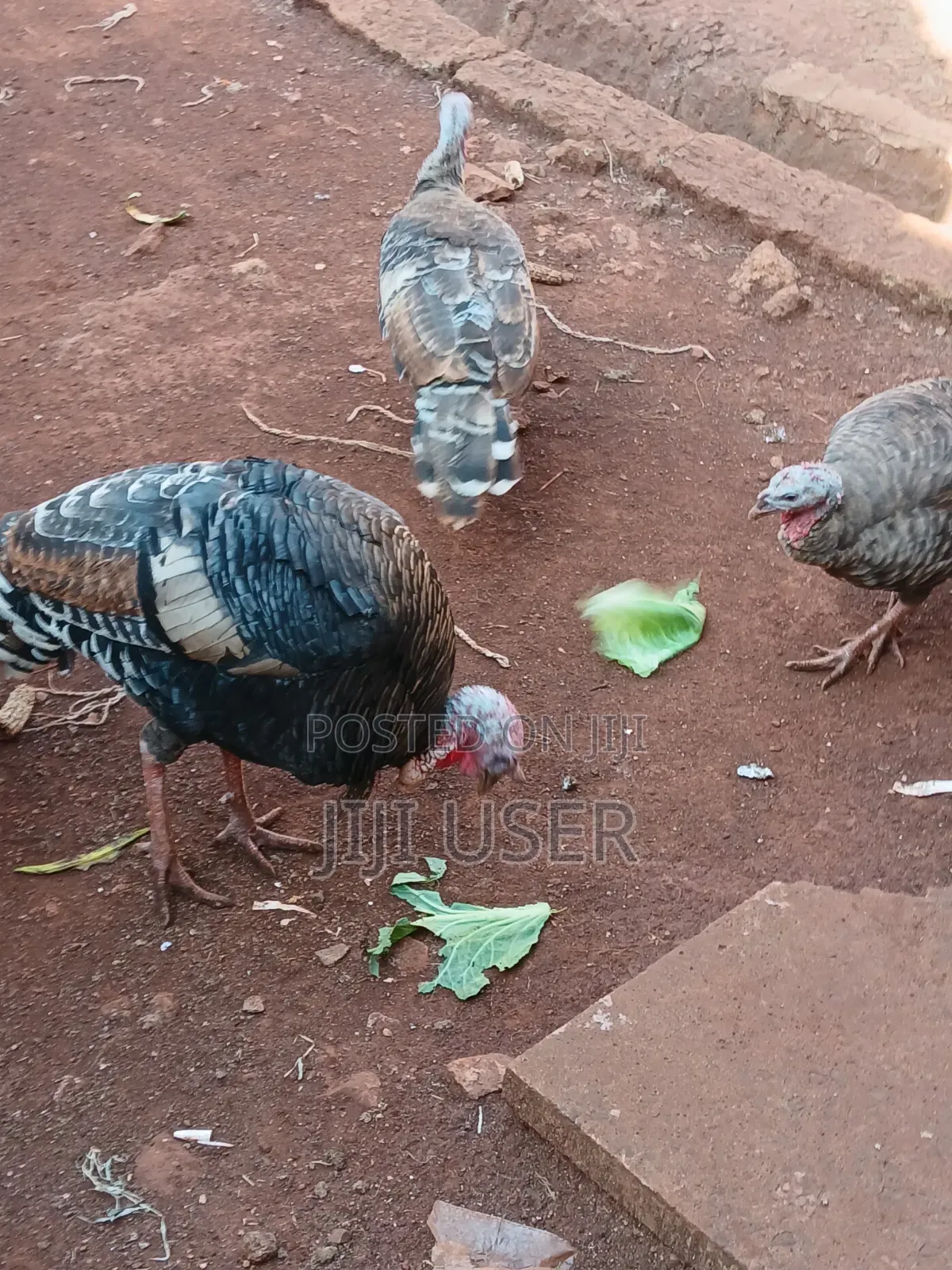 Turkeys Free Range