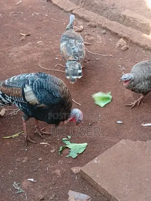 Turkeys Free Range