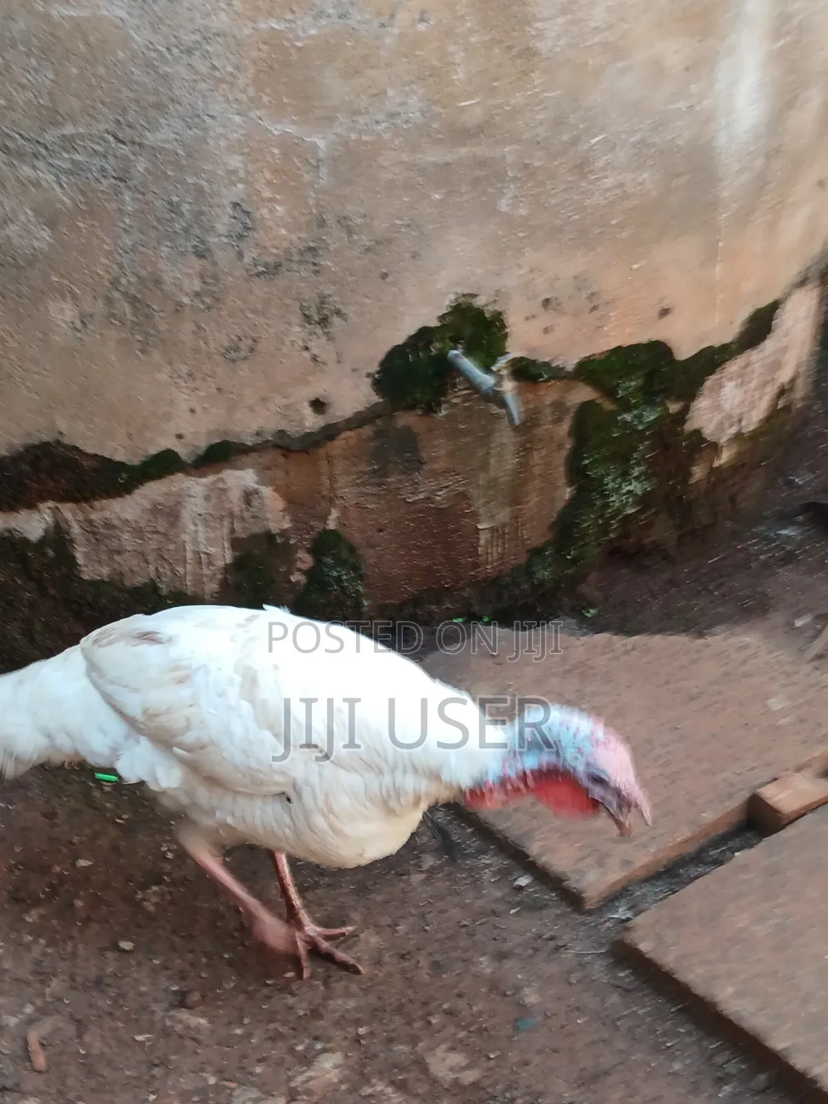 Turkeys Free Range