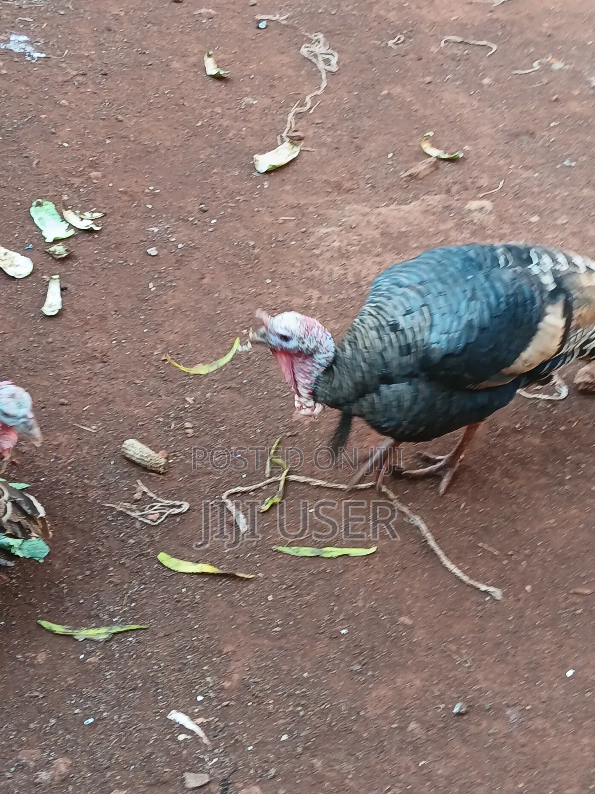 Turkeys Free Range