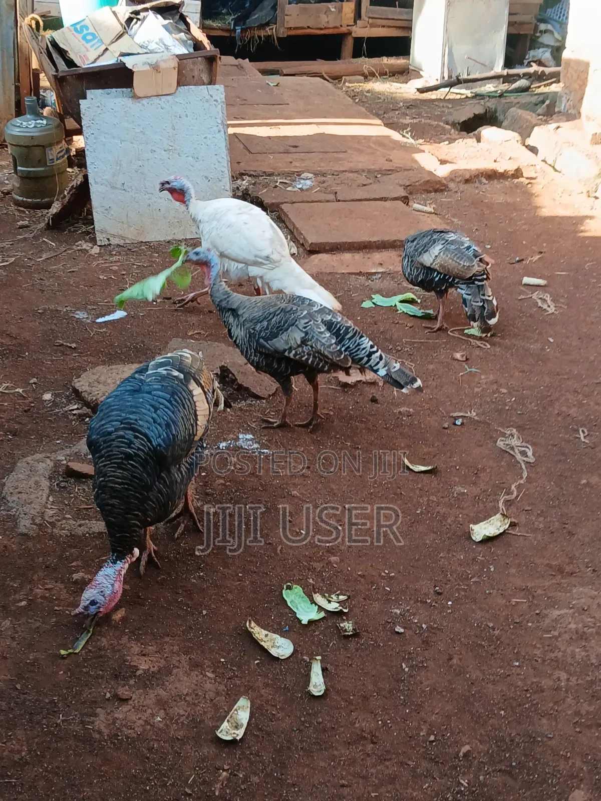 Turkeys Free Range
