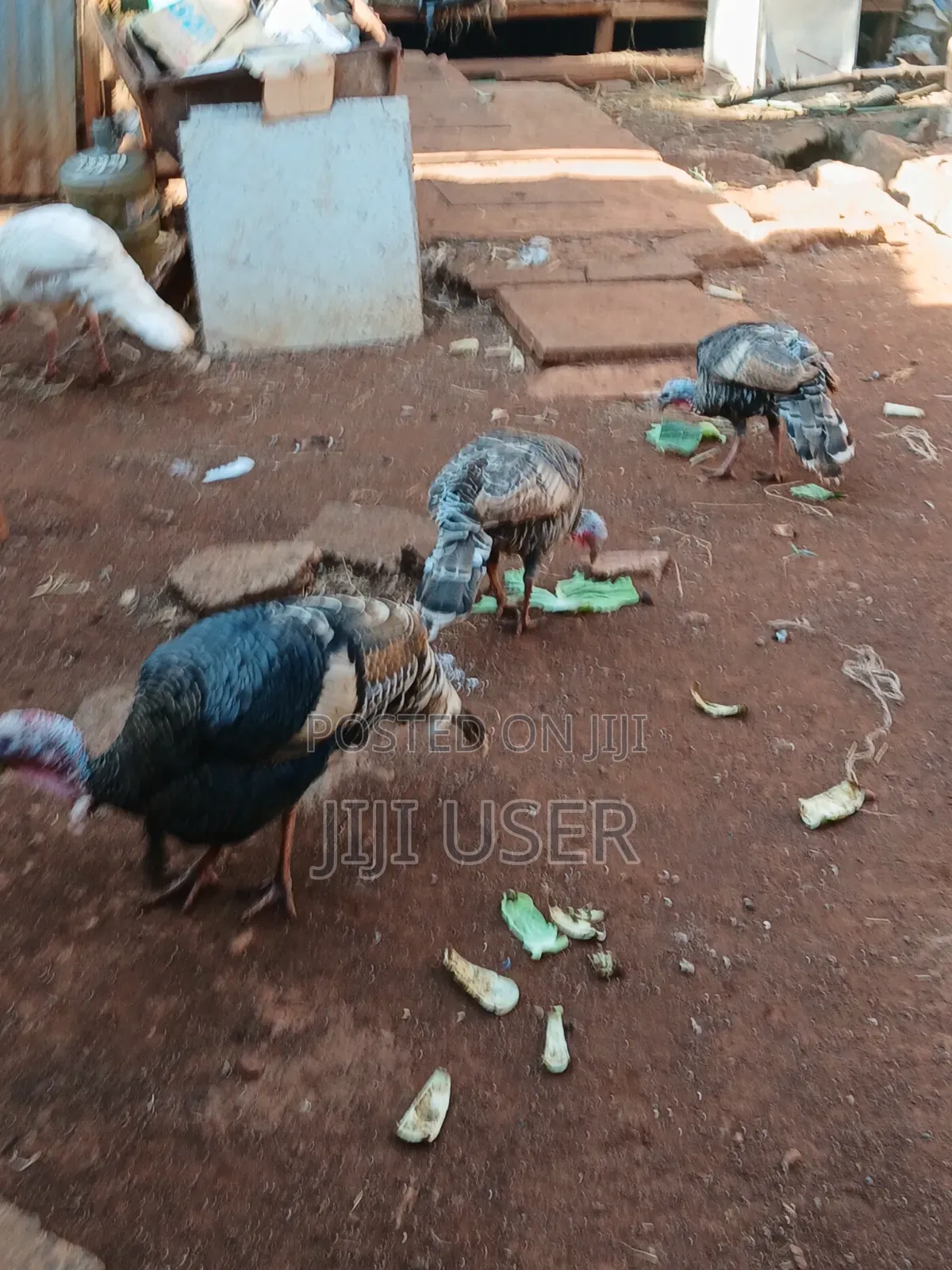 Turkeys Free Range
