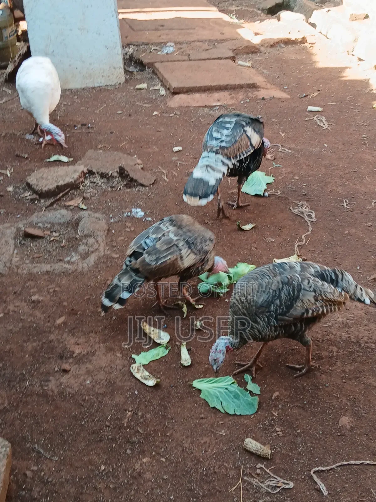 Turkeys Free Range