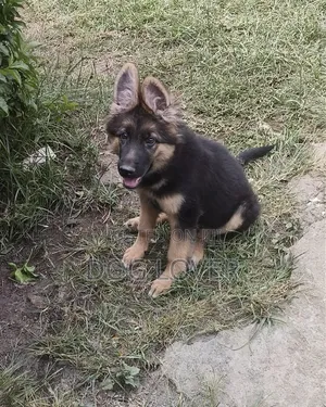 1-3 months Male Purebred German Shepherd