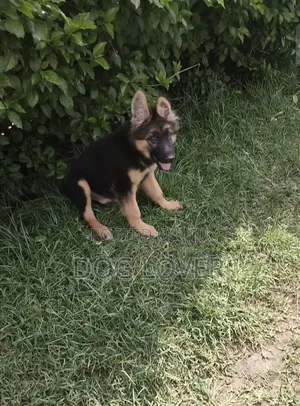 1-3 months Male Purebred German Shepherd
