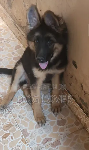 1-3 months Male Purebred German Shepherd