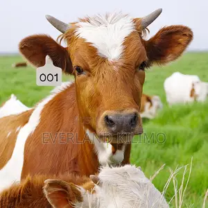 White Numbered Genetic Record Ear Tag for Cattles