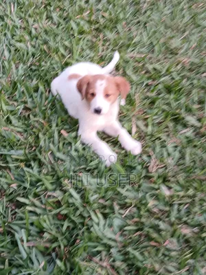 1-3 months Female Mixed Breed Mongrel (No Breed)