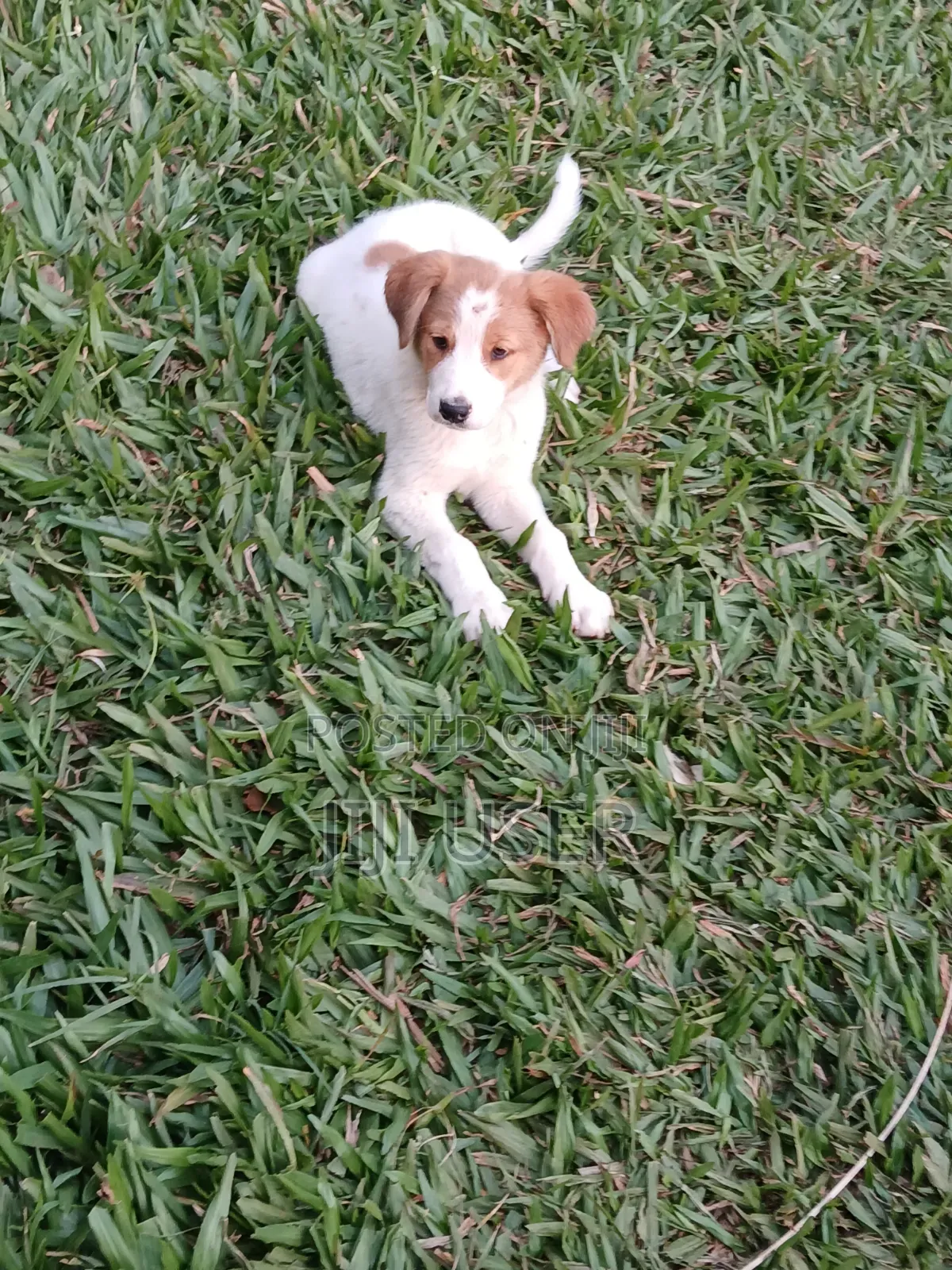 1-3 months Female Mixed Breed Mongrel (No Breed)