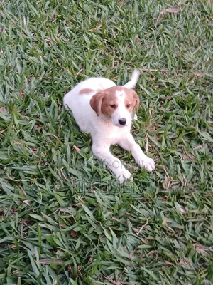 1-3 months Female Mixed Breed Mongrel (No Breed)
