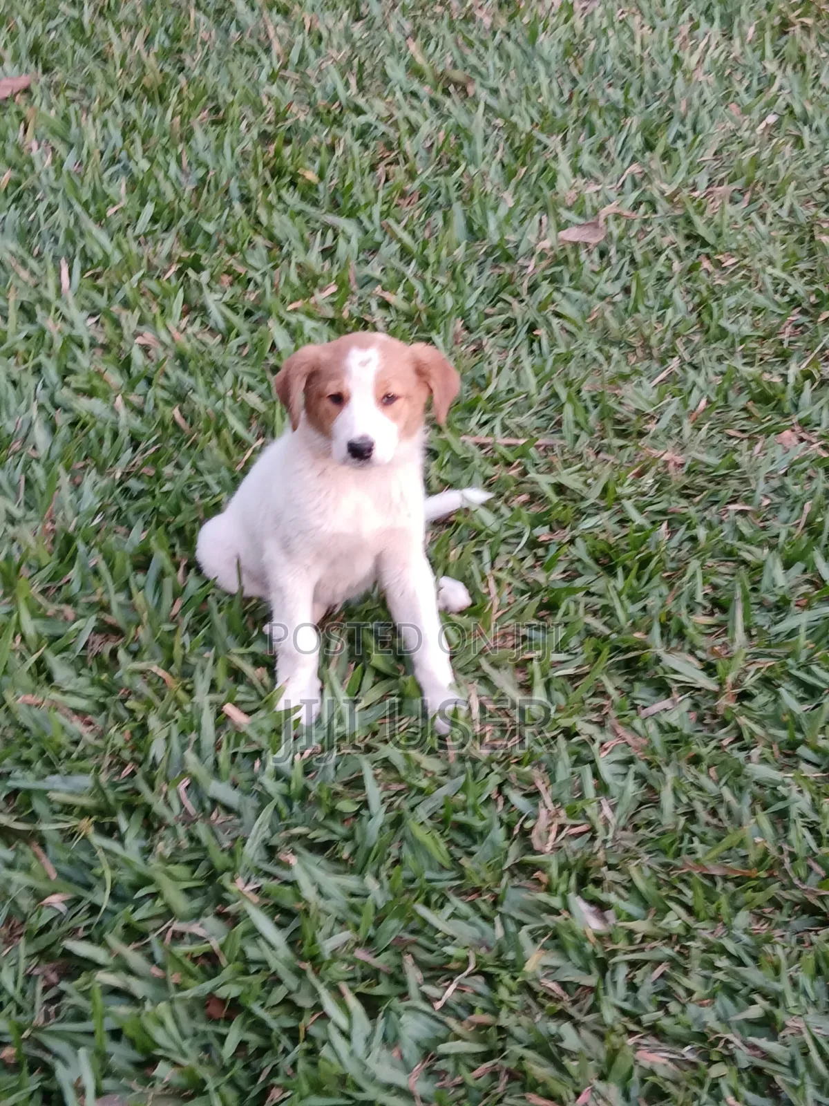 1-3 months Female Mixed Breed Mongrel (No Breed)