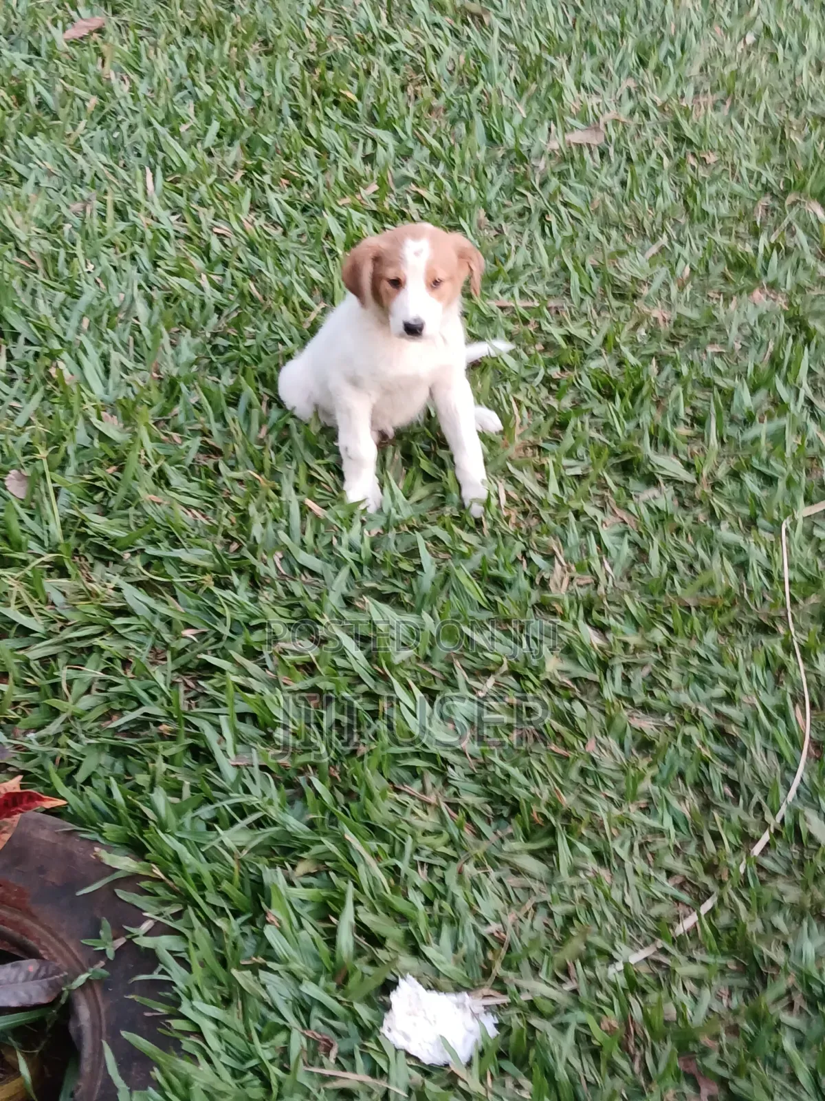 1-3 months Female Mixed Breed Mongrel (No Breed)