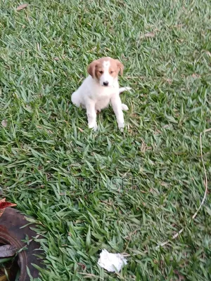 1-3 months Female Mixed Breed Mongrel (No Breed)