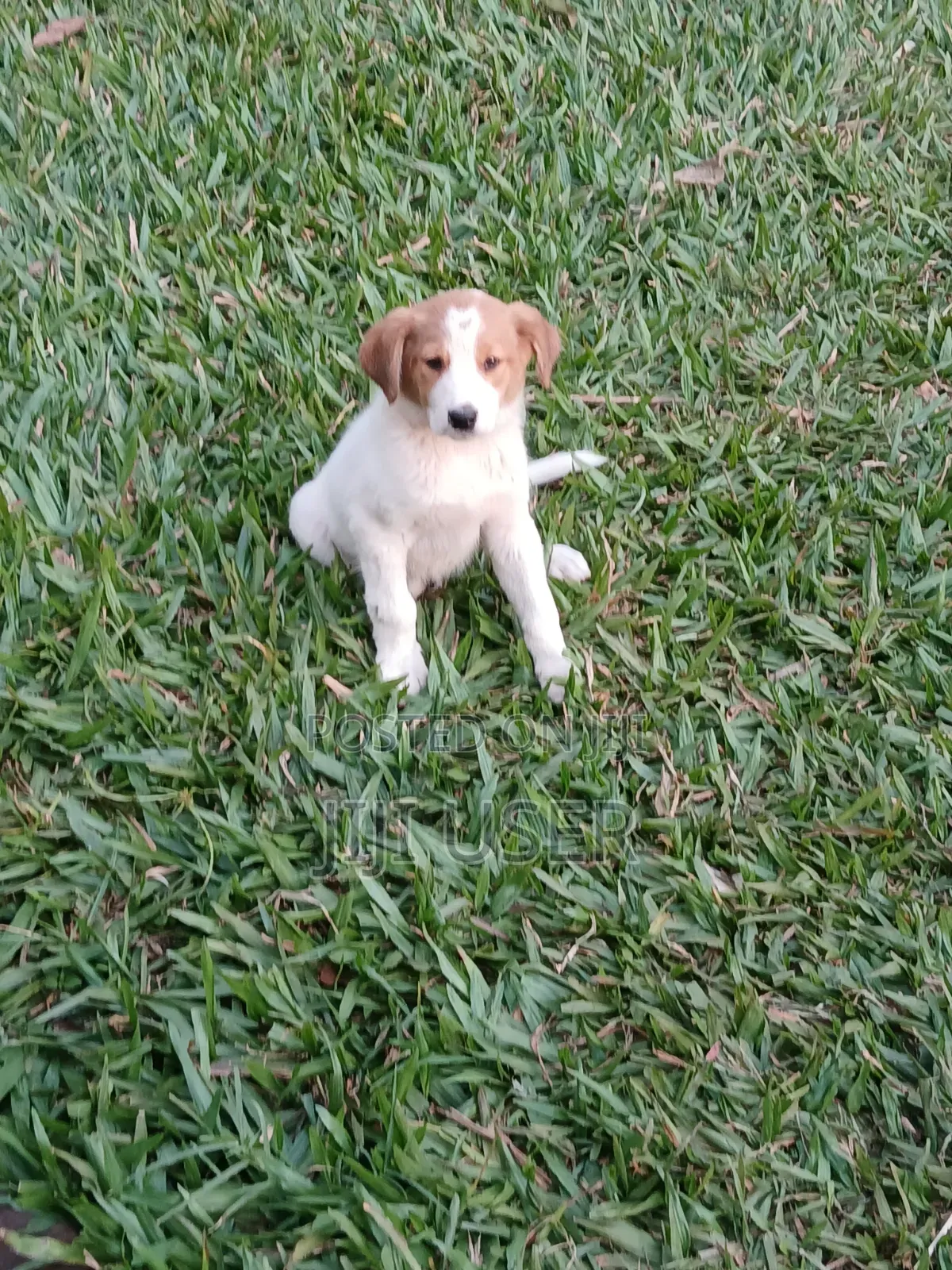 1-3 months Female Mixed Breed Mongrel (No Breed)