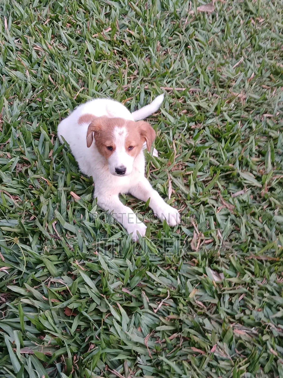 1-3 months Female Mixed Breed Mongrel (No Breed)