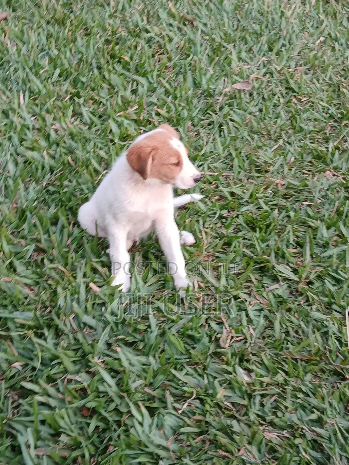 1-3 months Female Mixed Breed Mongrel (No Breed)