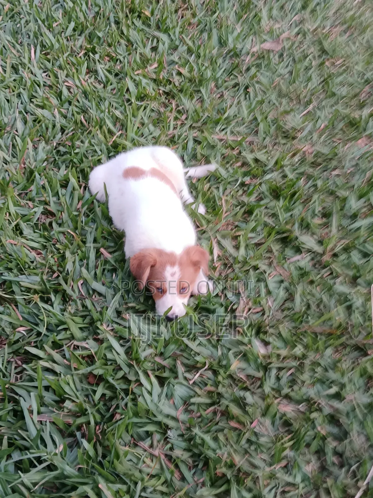 1-3 months Female Mixed Breed Mongrel (No Breed)