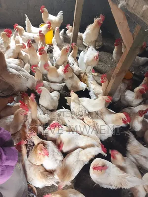 Chicken Improved Kienyeji