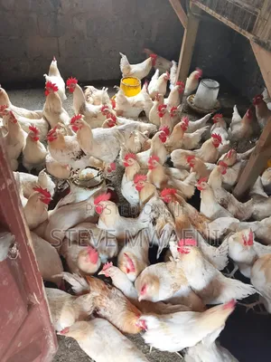 Chicken Improved Kienyeji