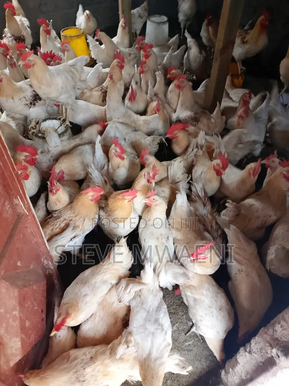 Chicken Improved Kienyeji