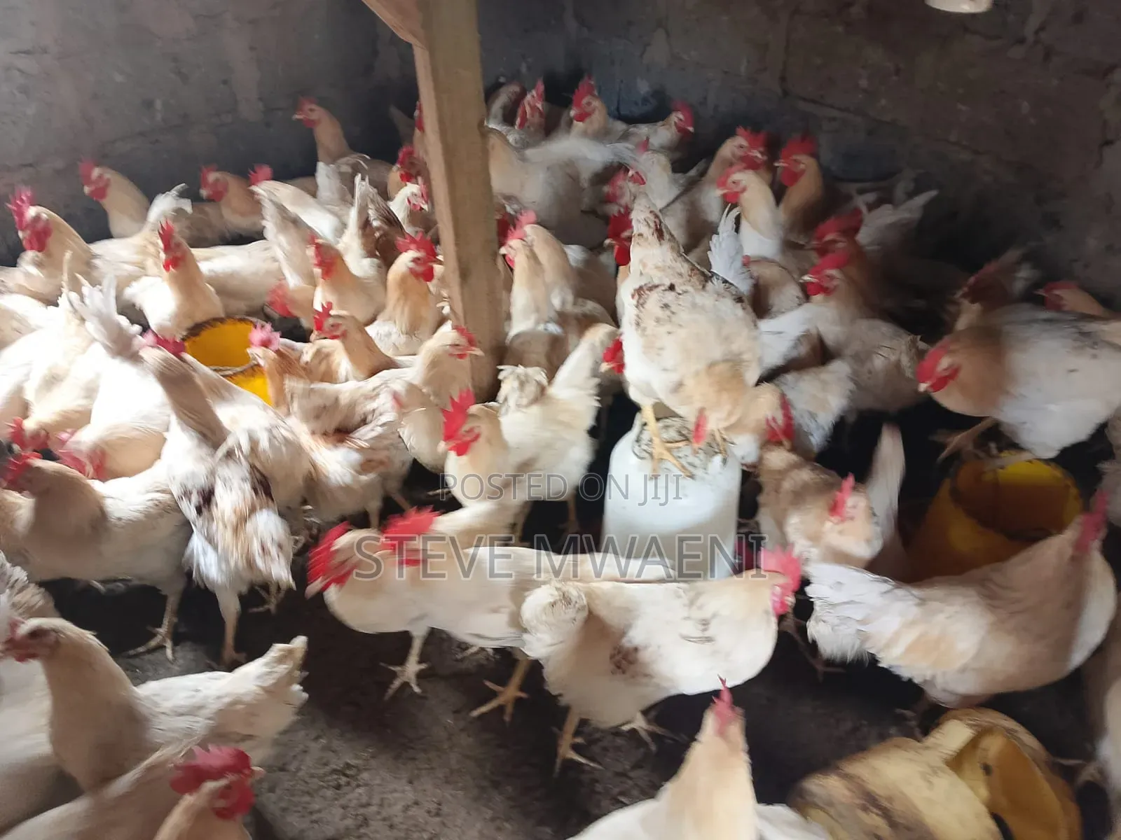 Chicken Improved Kienyeji