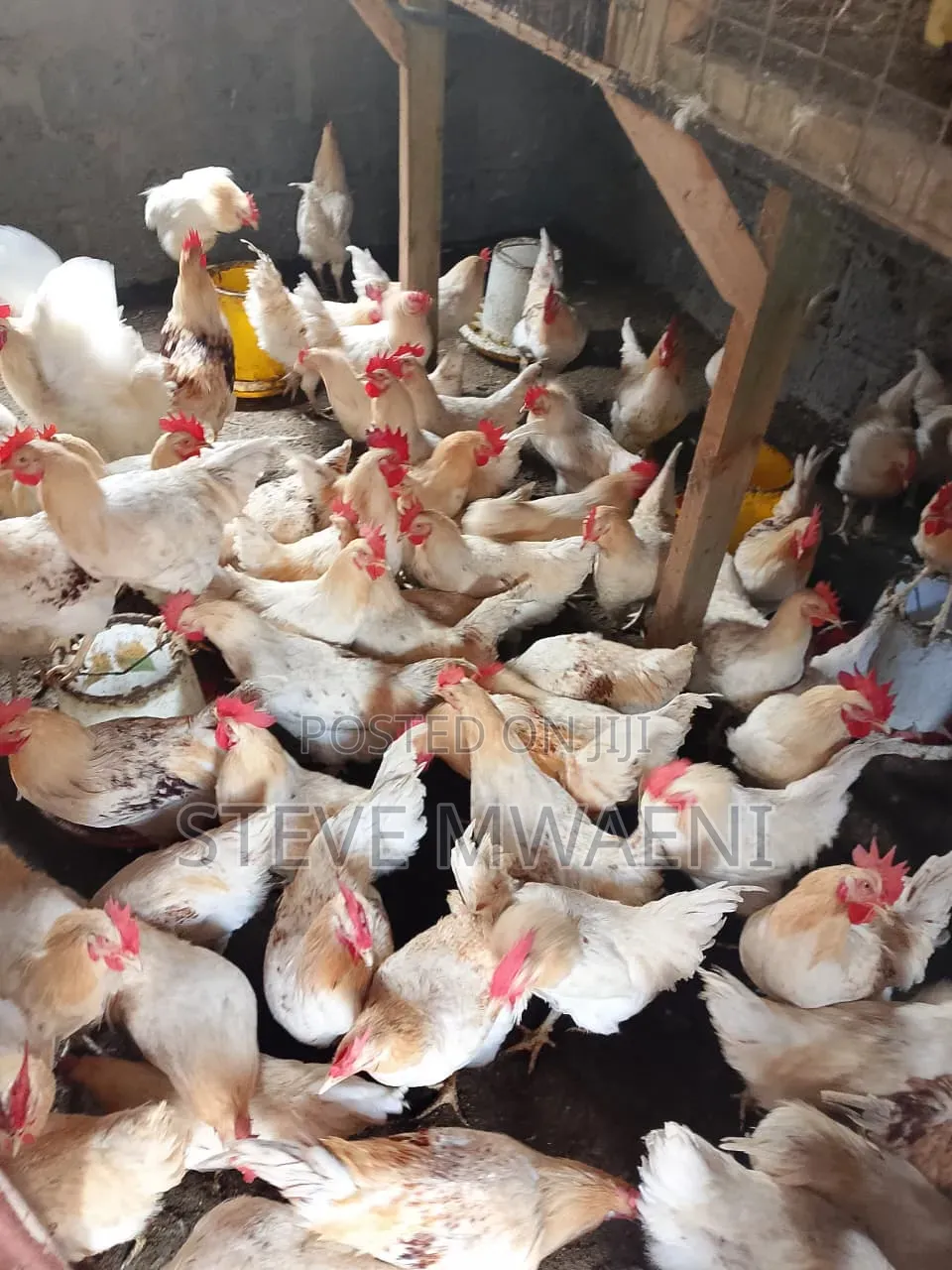 Chicken Improved Kienyeji