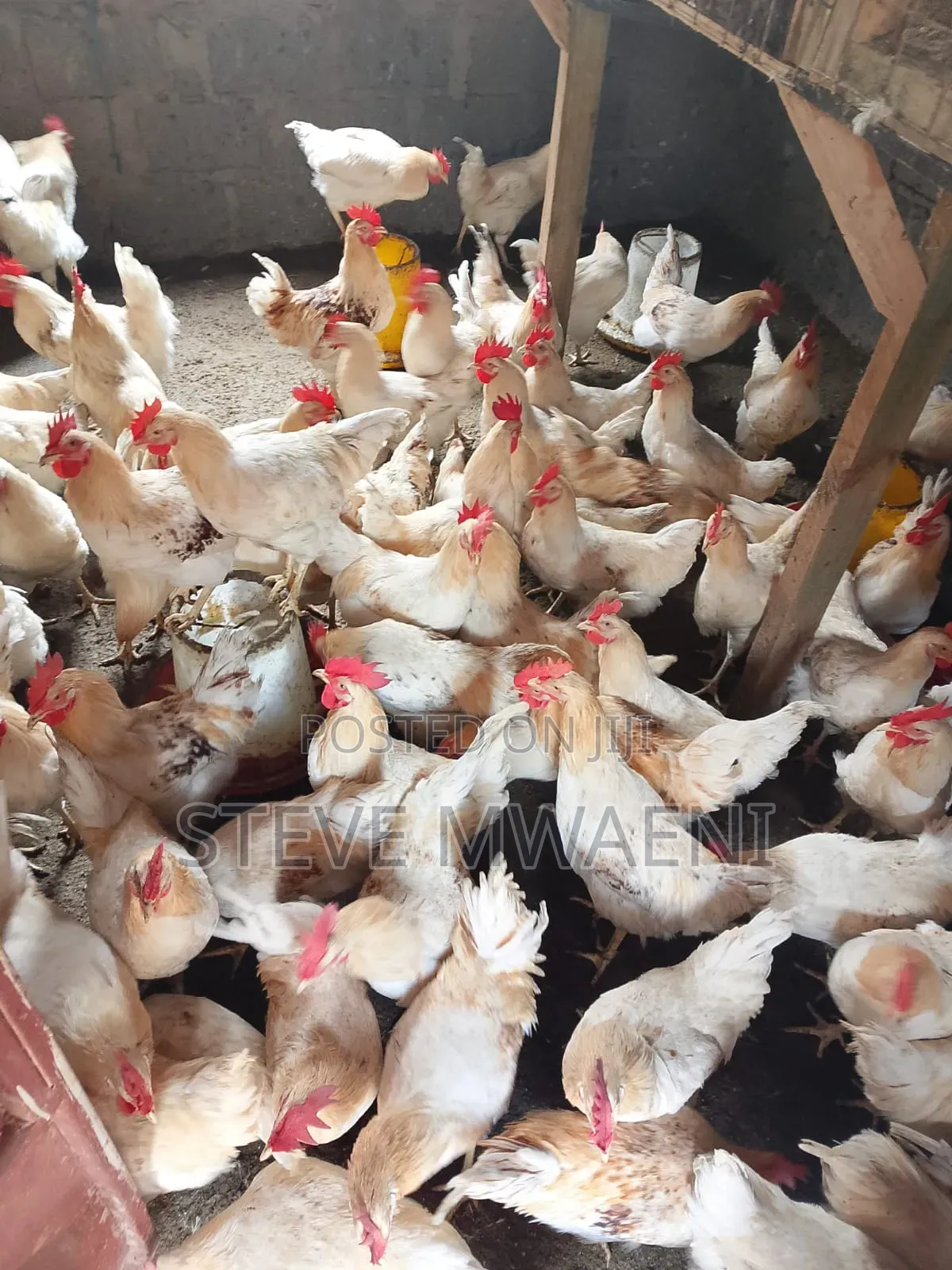 Chicken Improved Kienyeji