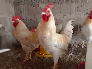 Chicken Improved Kienyeji