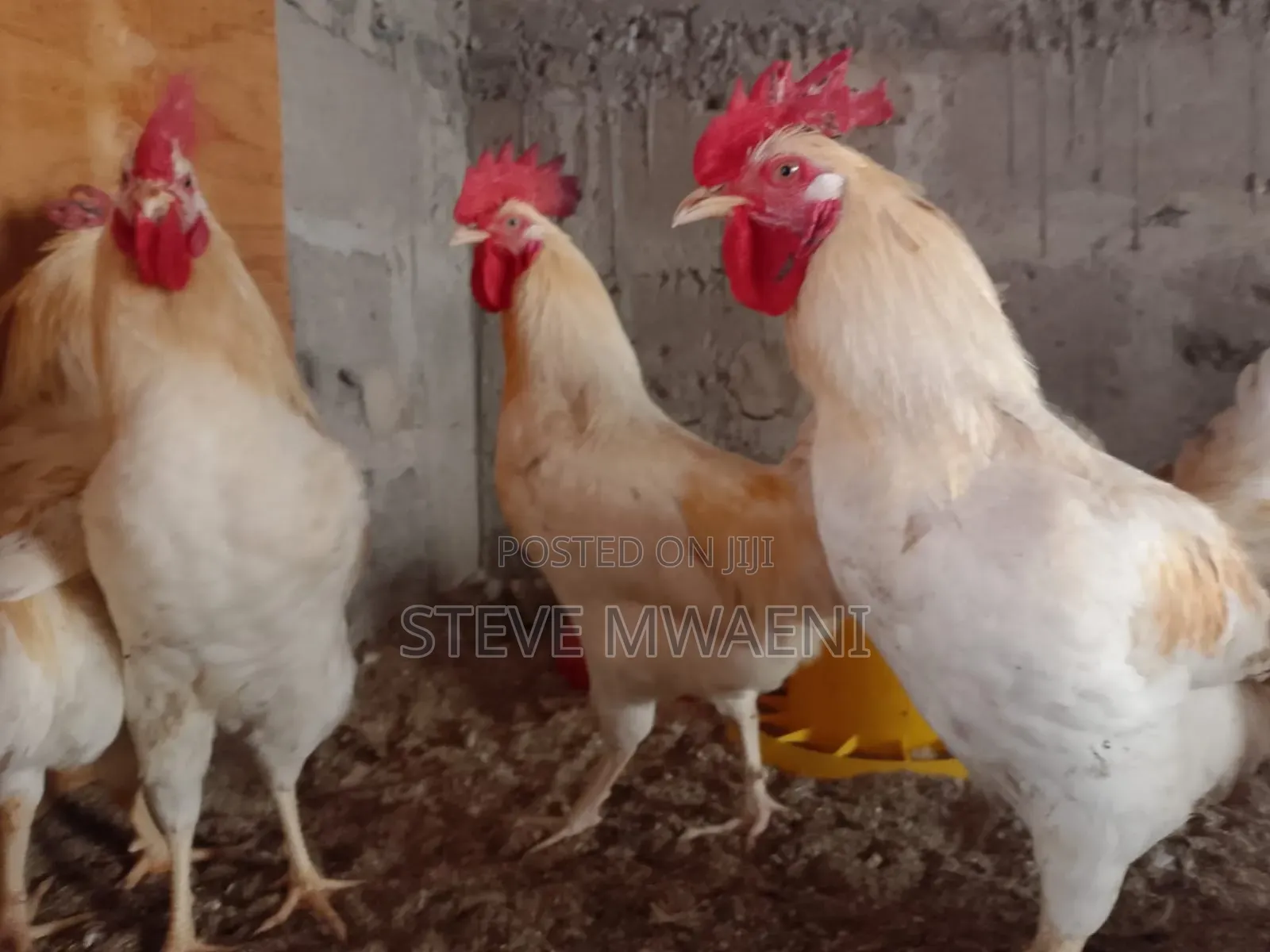Chicken Improved Kienyeji