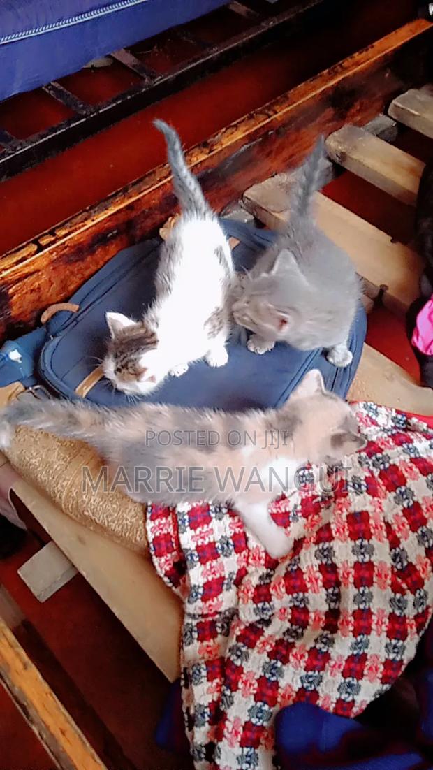 3-6 months Female Mixed Breed American Shorthair