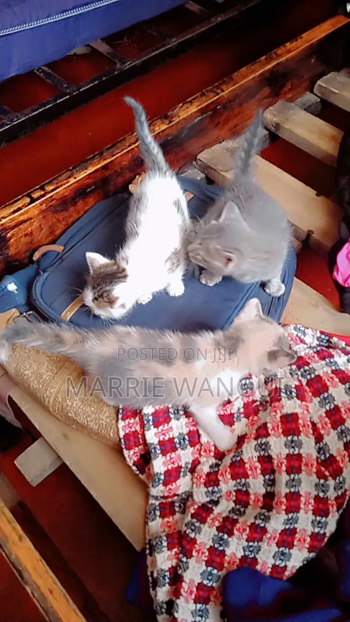 3-6 months Female Mixed Breed American Shorthair