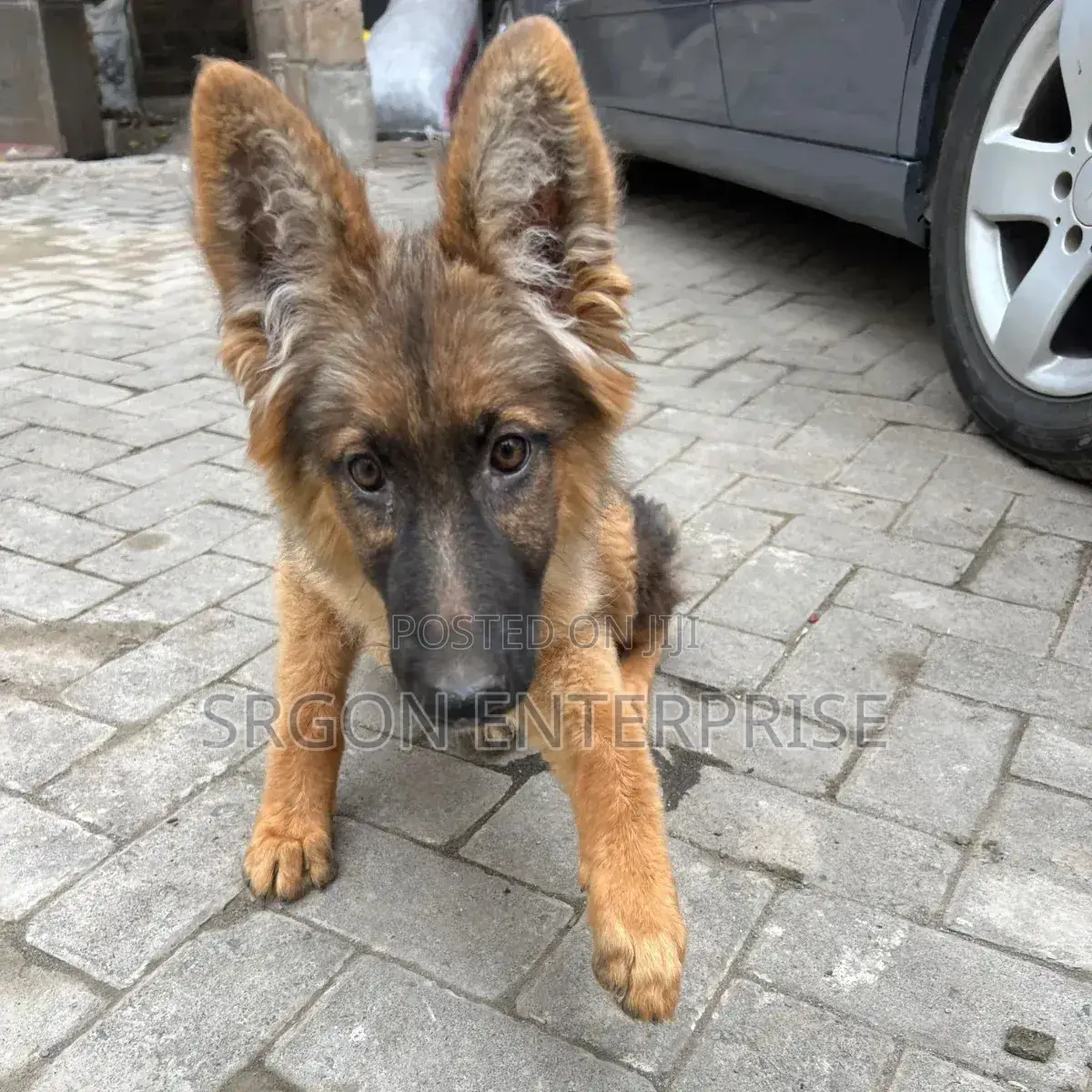 3-6 months Female Purebred German Shepherd