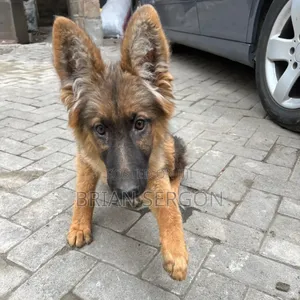 3-6 months Female Purebred German Shepherd
