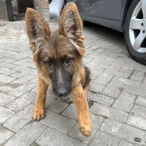 3-6 months Female Purebred German Shepherd