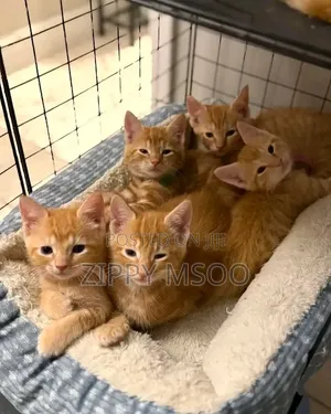 3-6 months Male Mixed Breed Tabby