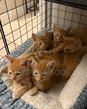 3-6 months Male Mixed Breed Tabby