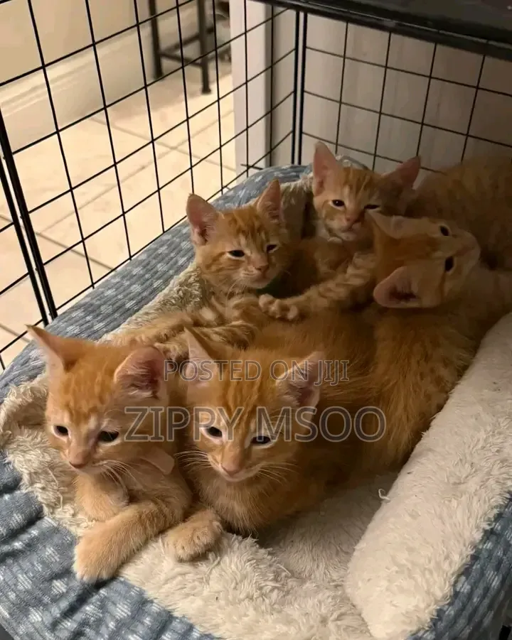 3-6 months Male Mixed Breed Tabby