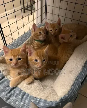 3-6 months Male Mixed Breed Tabby