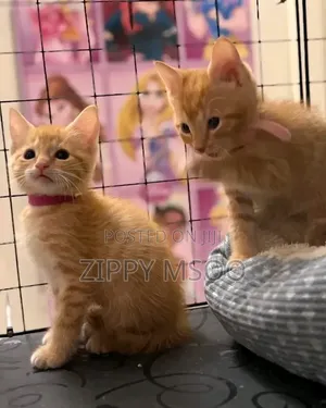 3-6 months Male Mixed Breed American Curl
