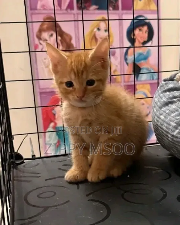 3-6 months Male Mixed Breed American Curl