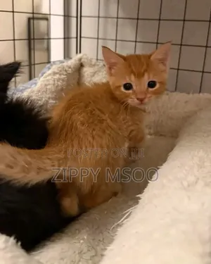 3-6 months Male Mixed Breed American Curl