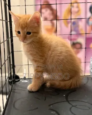 3-6 months Male Mixed Breed American Curl